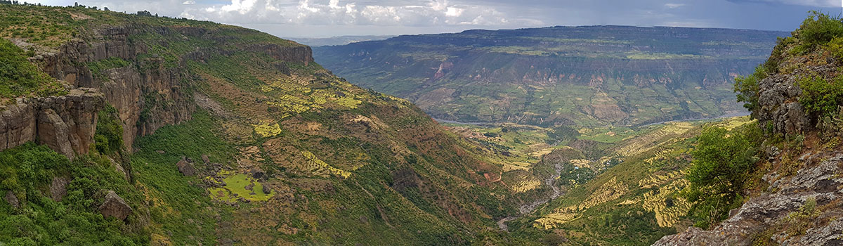 Male Golden Snub-nosed Monkey (Rhinopithecus roxellana)
