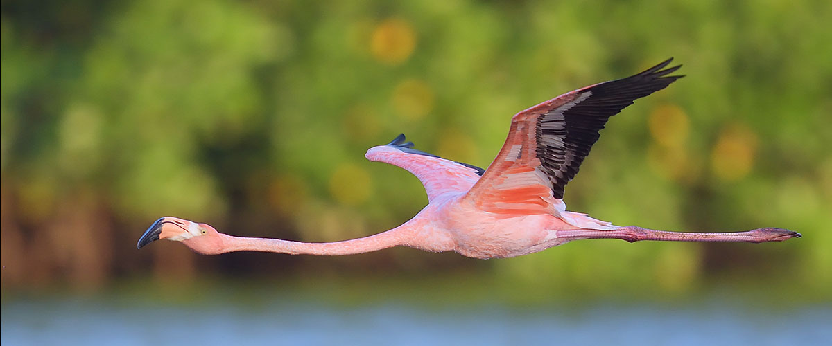 American Flamingo (Phoenicopterus ruber) on Tobago