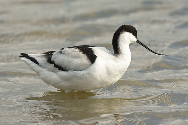 Avocet (Recurvirostra avosetta) in the Camargue wetlands