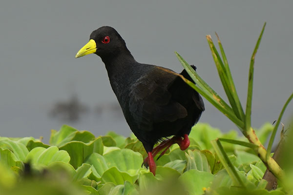 Black Crake (Zapornia flavirostra) in Lake Victoria