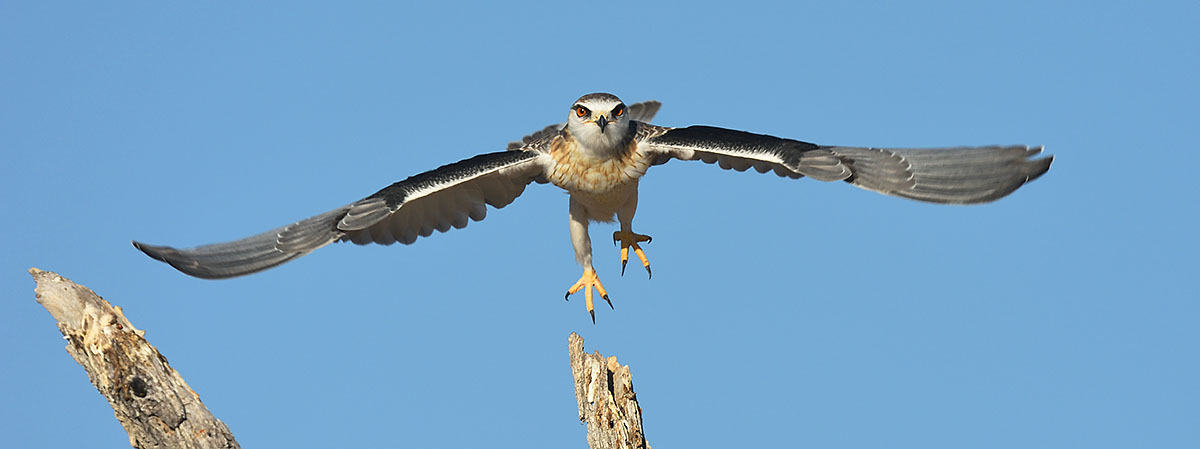 Black-winged Kite (Elanus caeruleus) taking off