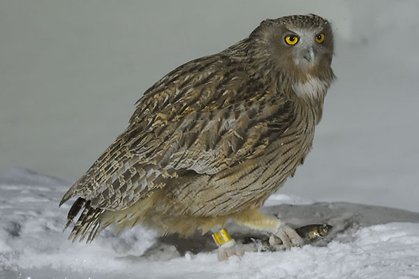 Blakeston's Fish Owl (Bubo blakistoni) feeding