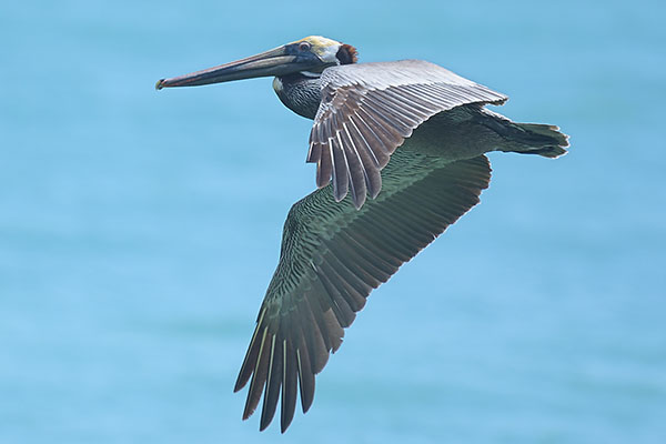 Brown Pelican (Pelecanus occidentalis) on Tobago