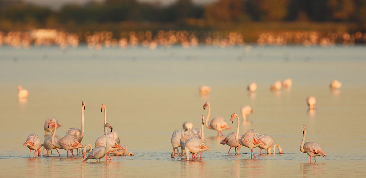 Flock of Greater Flamingos (Phoenicopterus roseus) Greater Flamingos (Phoenicopterus roseus) in the Carmargue