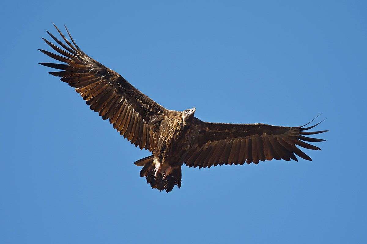 Cinereous Vulture (Aegypius monachus) in Andujar