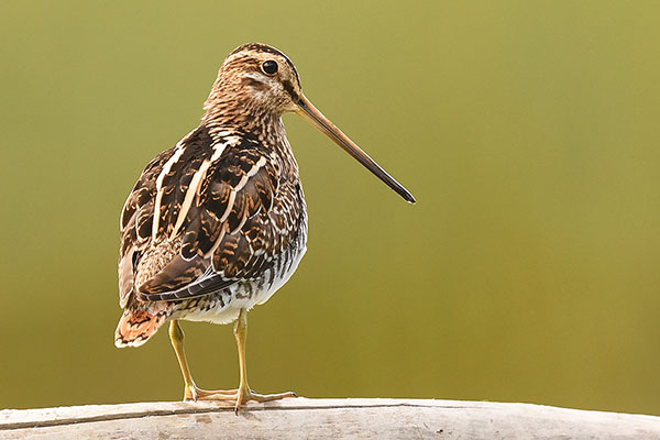 Common Snipe (Gallinago gallinago) in the south of Spain