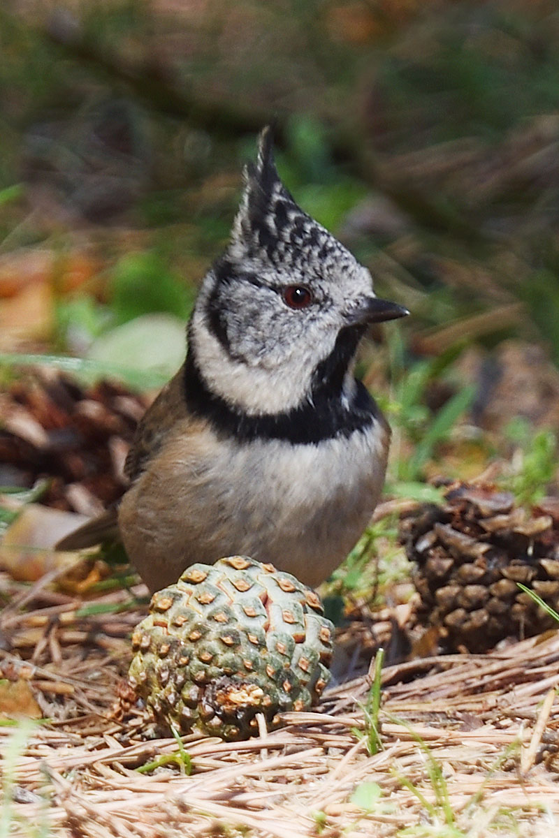 Crested Tit (Lophophanes cristatus) in the Sierra de Gredos
