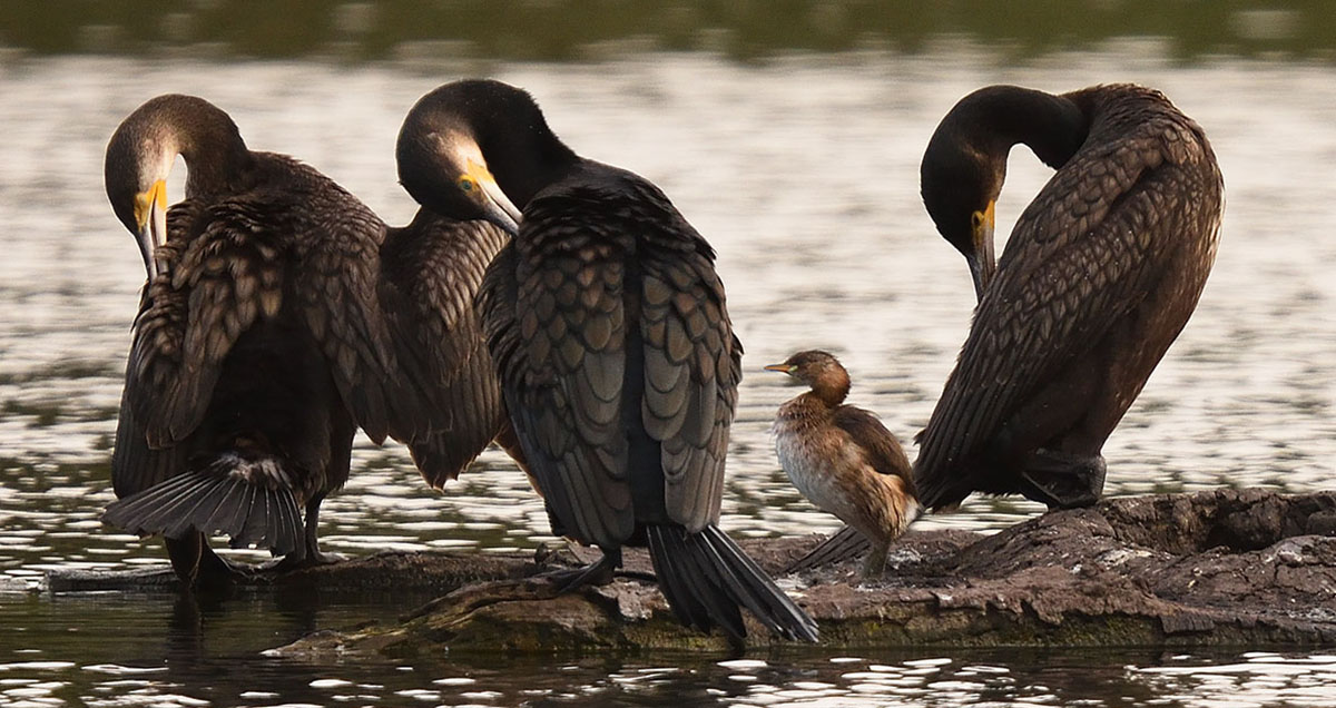 Photos of great cormorants preening Great Cormorant and Little Grebe in southern Spain