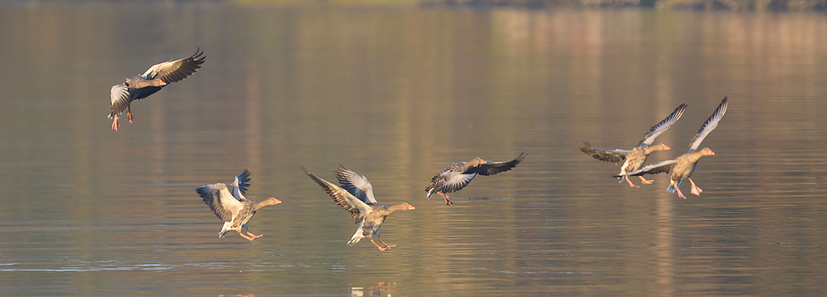 Photo of Greylag Geese (Anser anser) landing on Mull Greylag Geese (Anser anser) in Scotland