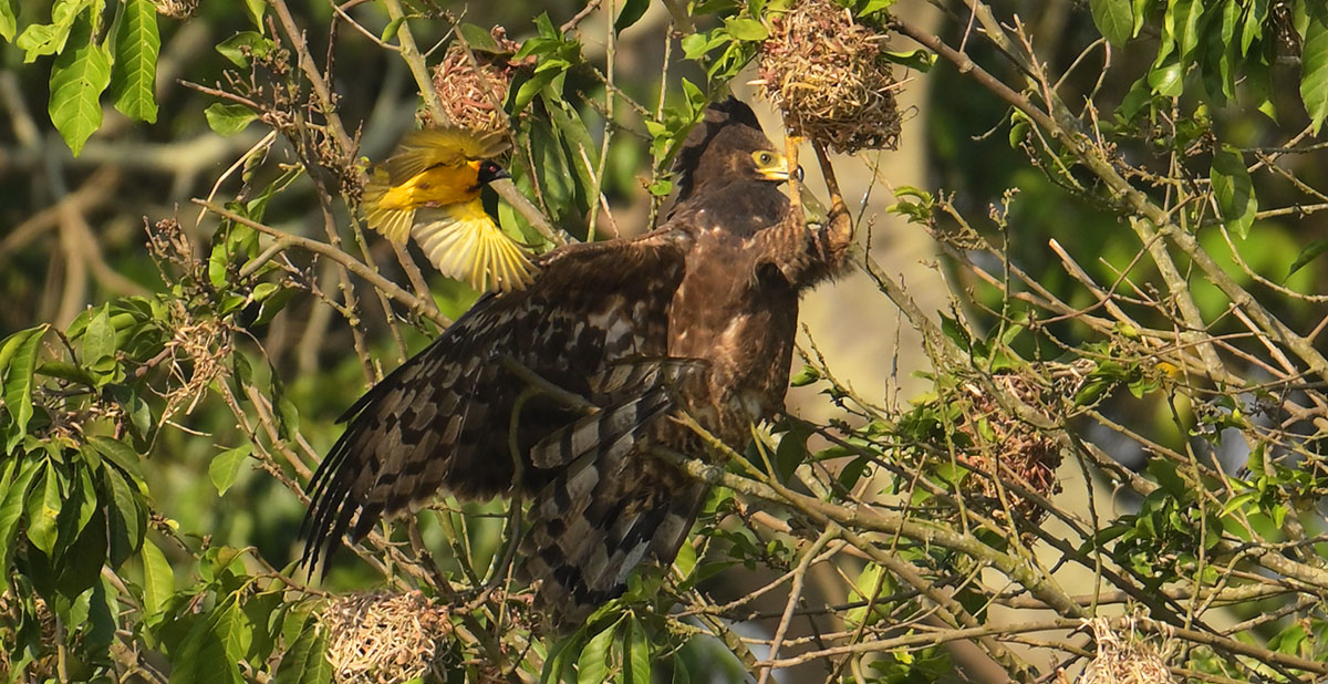  Harrier Hawk (Polyboroides typus) plundering weaver nests