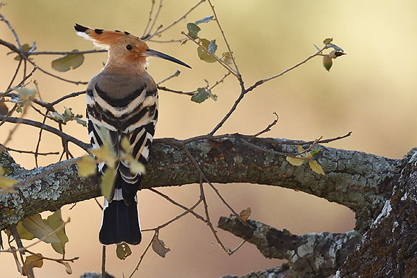 Hoopoe (Upupa epops) in Andujar