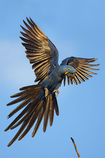Hyacinth Macaw (Anodorhynchus hyacinthinus) in the Pantanal