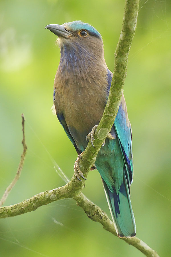 Indian roller (Coracias benghalensis)