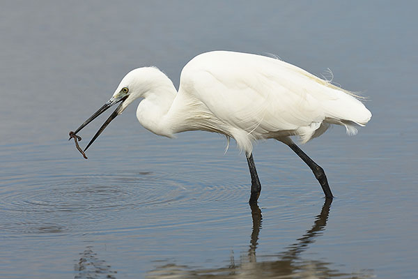 Little Egret (Egretta garzetta) in the Camargue wetlands