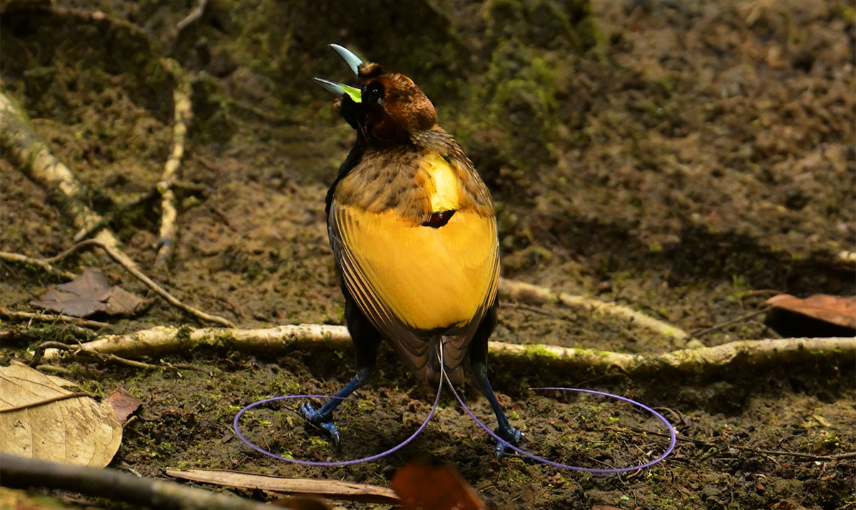 Magniicent Bird-of-Paradise (Diphyllodes magnificus) in the forest of Papua