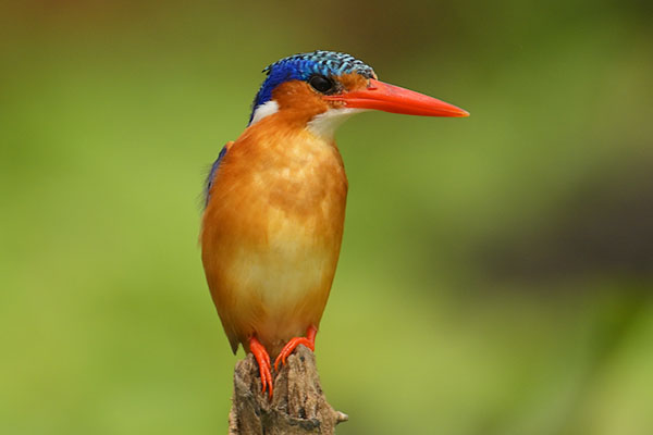Malachite Kingfisher (Corythornis cristatus) in Lake Victoria