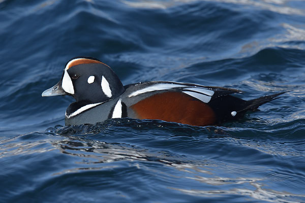 Mountain Bulbul (Ixos mcclellandii)