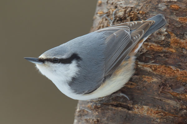 Nuthatch (Sitta europaea)