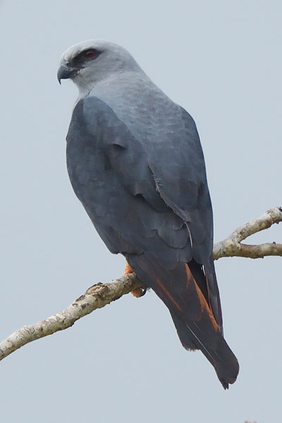 Plumbeous Kite (Ictinia plumbea) on Trinidad