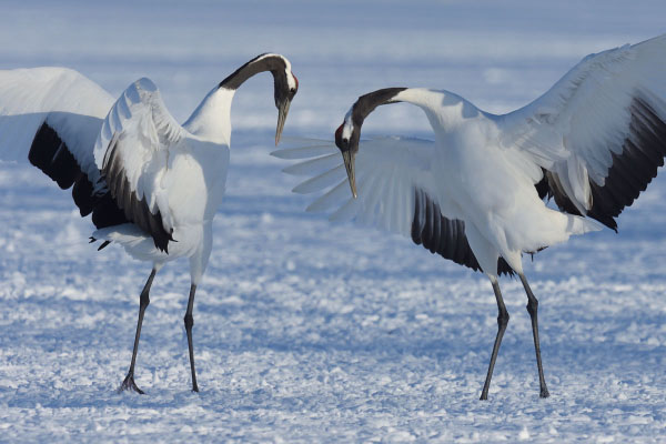 Red-crowned Cranes (Grus japonensis) dancing