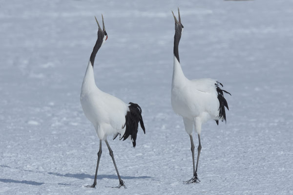 Red-crowned Cranes (Grus japonensis) calling