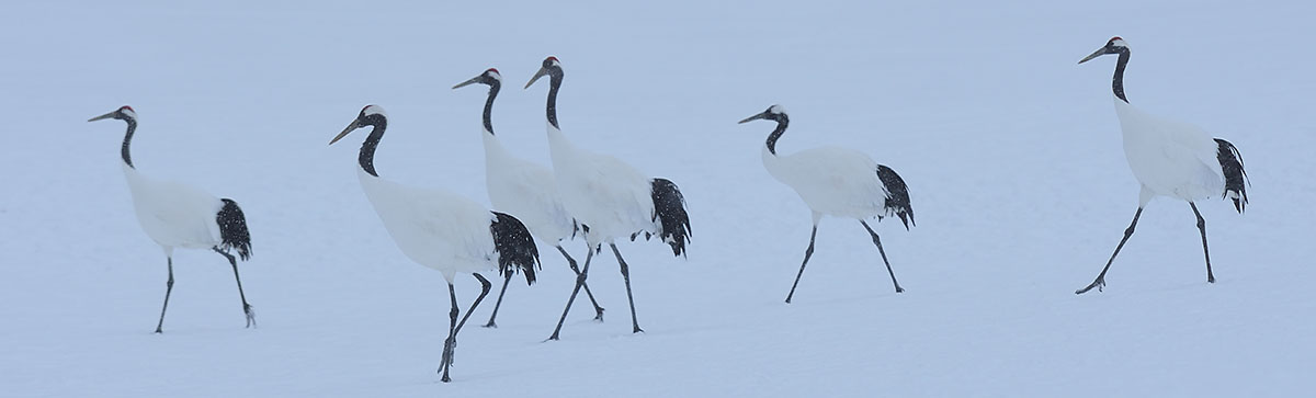 Red-crowned Cranes (Grus japonensis) in Hokkaido