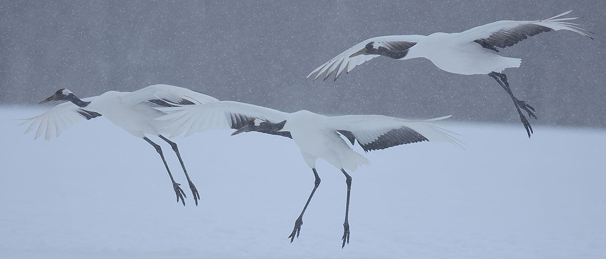 Photo of Red-crowned Cranes (Grus japonensis) landing Red-crowned Cranes (Grus japonensis) flying