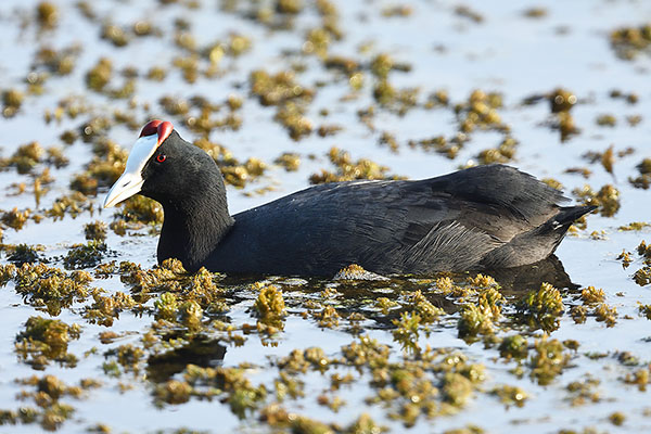 Red-knobbed Coot (Fulica cristata) in southern Spain