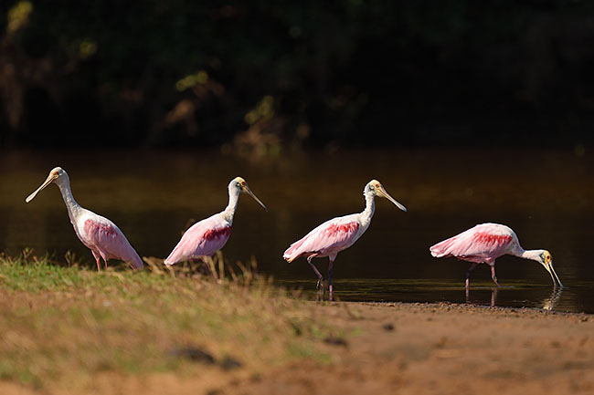 Roseate Spoonbills (Platalea ajaja) feeding in the Pantanal