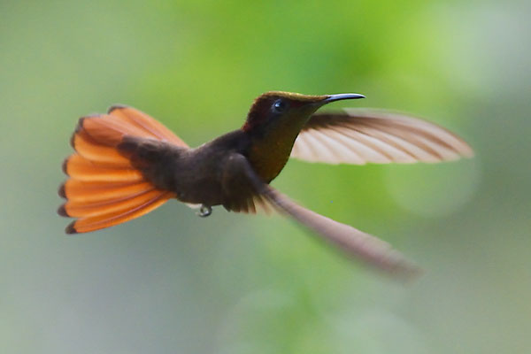 Ruby-topaz Hummingbird (Chrysolampis mosquitus) on Tobago