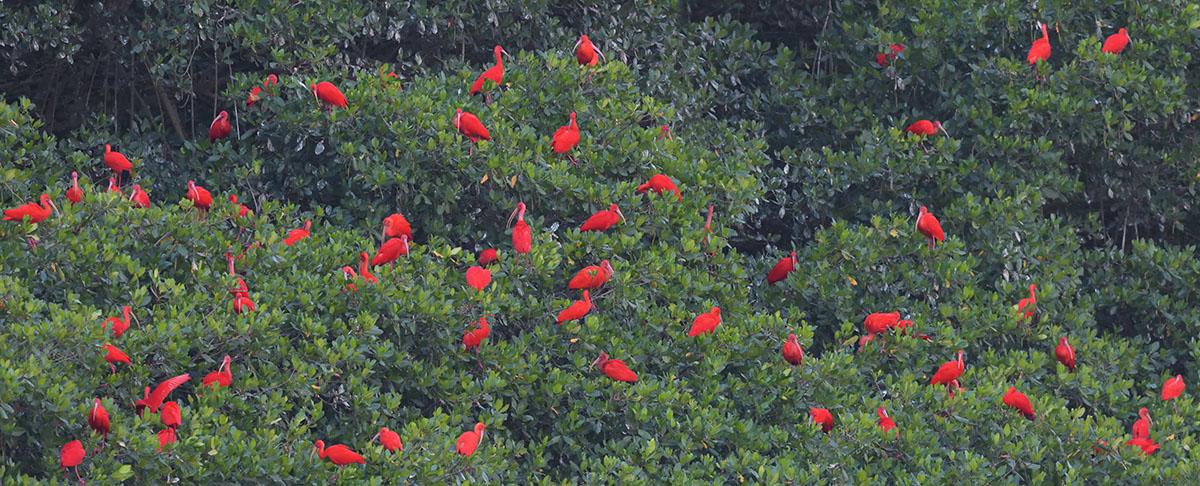Scarlet Ibis (Eudocimus ruber) roosting