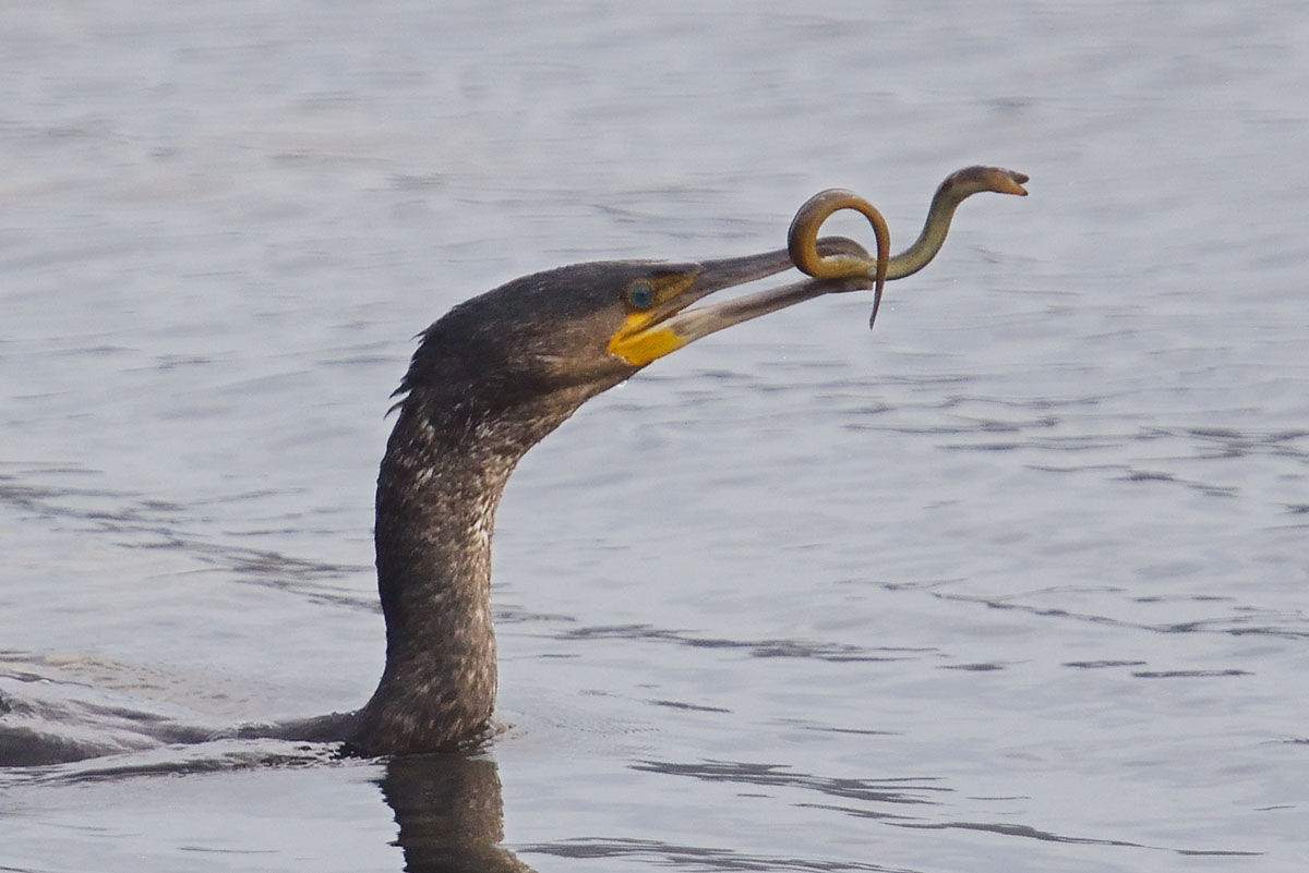 Common Shag (Phalacrocorax aristotelis) eating an eel