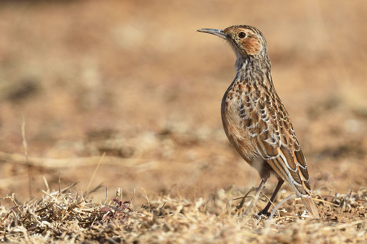 Spike-heeled Lark (Chersomanes albofasciata) in South Africa
