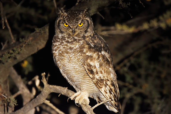 Spotted Eagle-owl (Bubo africanus) in South Africa