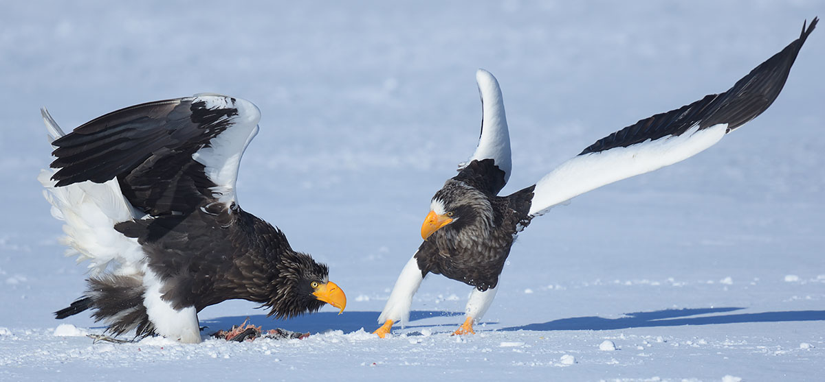 Photo of Steller's Sea Eagles (Haliaeetus pelagicus) on Hokkaido Steller's Sea Eagles (Haliaeetus pelagicus) dispute