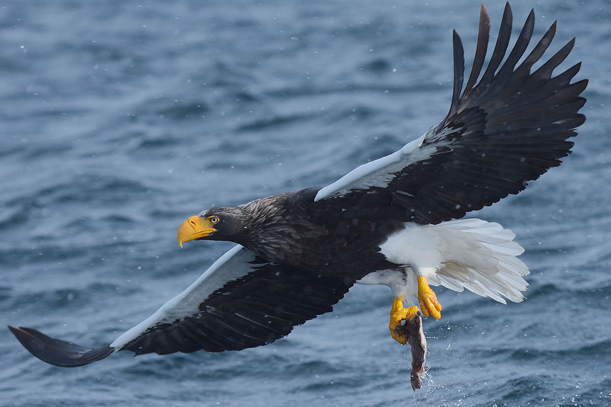 Photo of a Steller's Sea Eagle (Haliaeetus pelagicus) on Hokkaido Steller's Sea Eagle (Haliaeetus pelagicus) with a fish