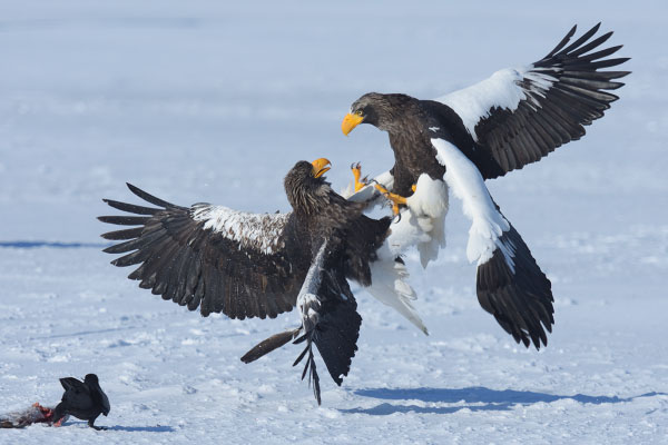 Steller's Sea Eagles (Haliaeetus pelagicus) fighting