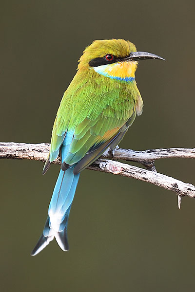 swallow-tailed bee-eater (Merops hirundineus) in the Erongo Mountains