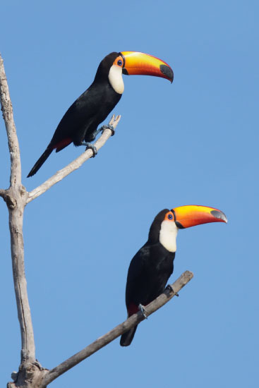 Toco Toucans (Ramphastos toco) in the Pantanal