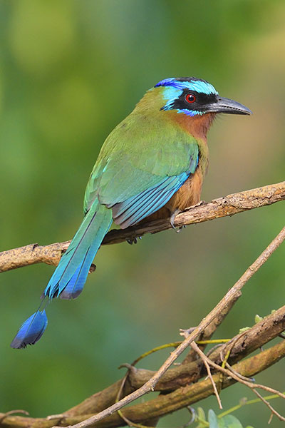 Trinidad Motmot (Momotus bahamensis) on Tobago