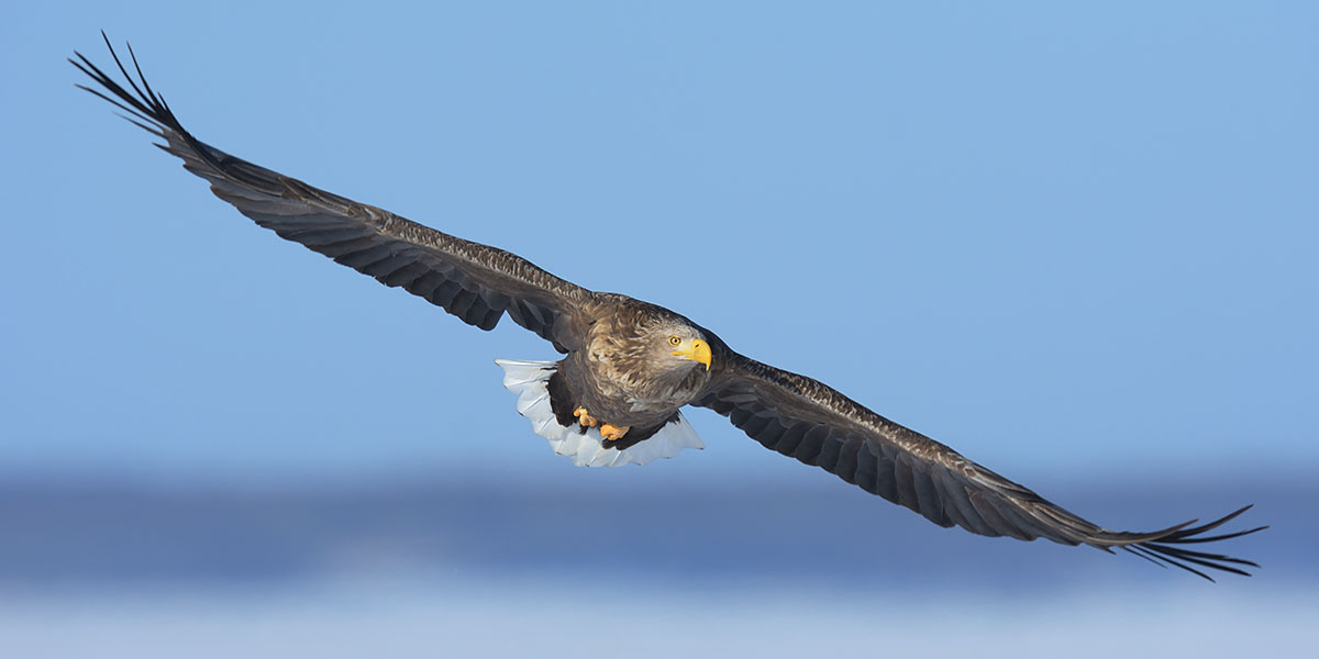 Photo of White-tailed Eagle (Haliaeetus albicilla) in Hokkaido White-tailed Eagle (Haliaeetus albicilla) flying