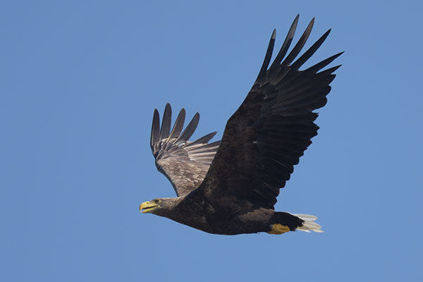 White-tailed Eagle (Haliaeetus albicilla) on Mull