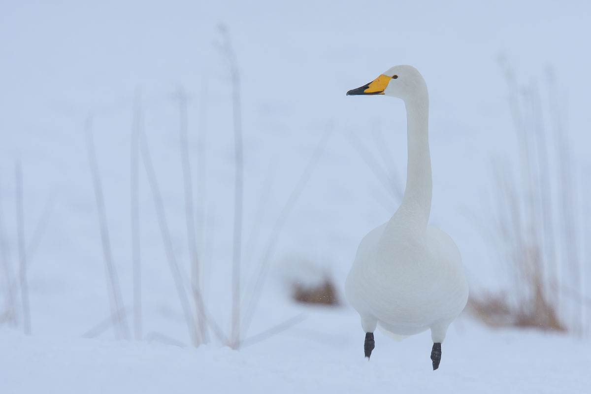 Whooper Swan (Cygnus cygnus) in the snow