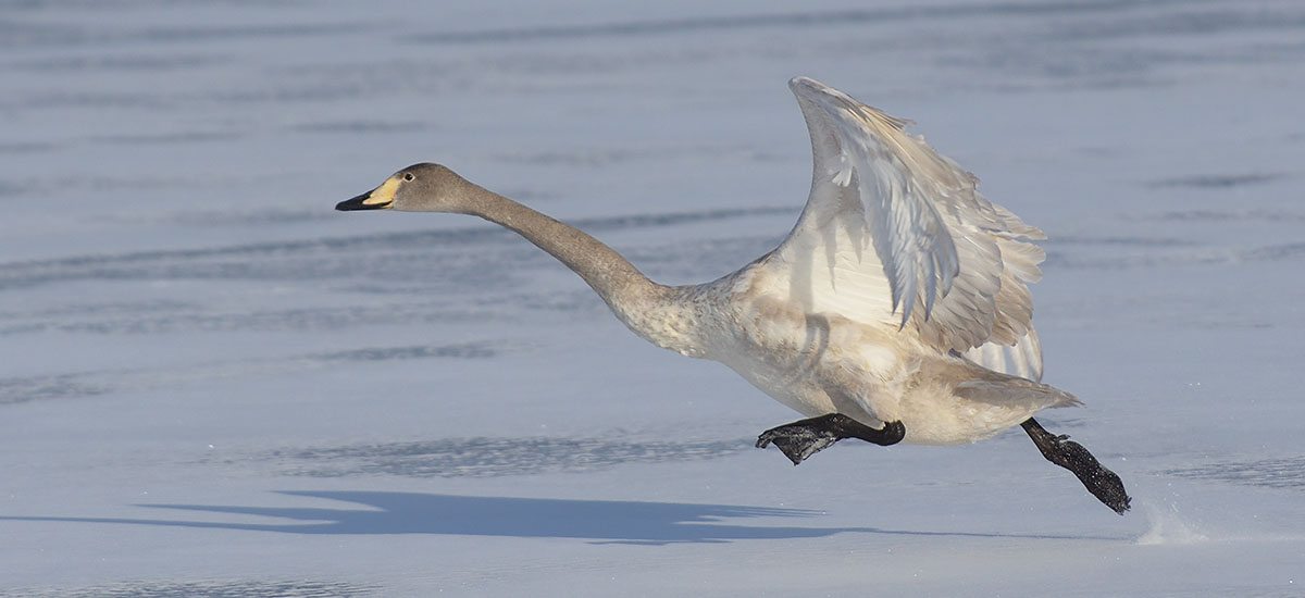 Photo of Whooper Swan (Cygnus cygnus) on Hokkaido Whooper Swan (Cygnus cygnus) taking off