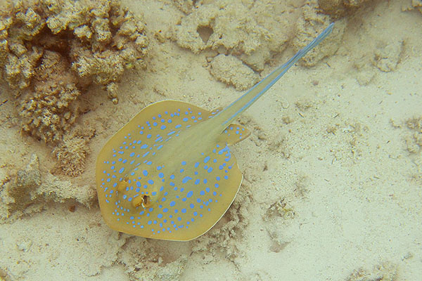 Bluespotted Ribbontail Ray (Taeniura lymma) in the Red Sea