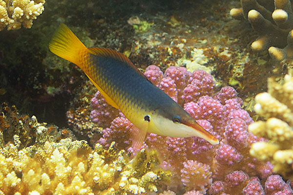 Green Birdmouth Wrasse (Gomphosus caeruleus)