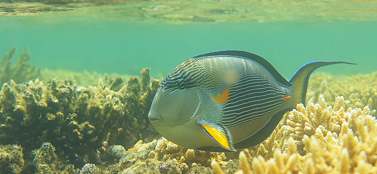 Sohal Surgeonfish (Acanthurus sohal) in the Red Sea