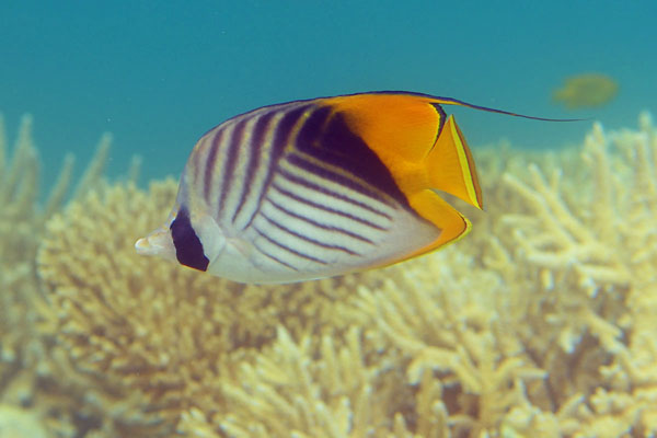 Threadfin Butterflyfish (Chaetodon auriga) in the Red Sea