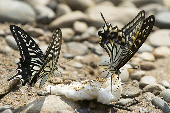 Asian Swallowtail Butterflies (Papilio xuthus)