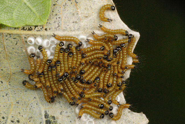 Buff-tip caterpillars eating their egg shells (Phalera bucephala)